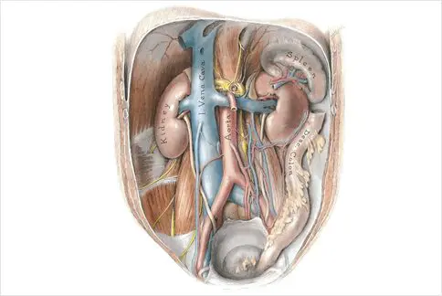 A drawing of the inside of an organ.