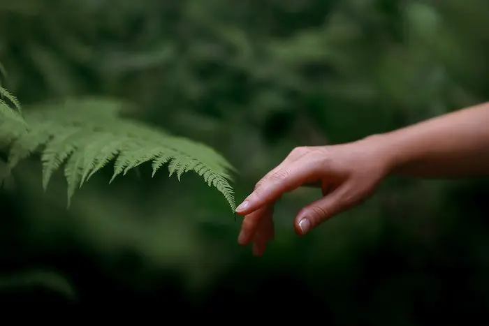 A woman's hand and a fern leaf. Man and nature