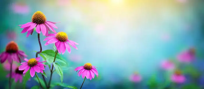 A pink flower with yellow center and green leaves.