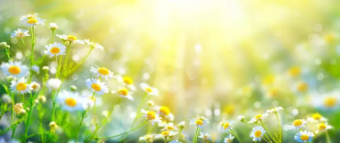 Chamomile flowers field wide background in sun light. Summer Daisies. Beautiful nature scene with blooming medical chamomilles. Alternative medicine. Camomile Spring flower background Beautiful meadow